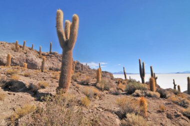 Bolivya 'nın Salar de Uyuni adasının ortasında yer alan Incahuasi adası ve kayalık arazi.