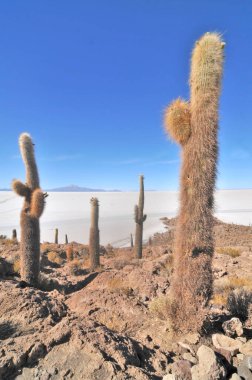 Isla Incahuasi  hilly and rocky outcrop of land  situated in the middle of Salar de Uyuni, Bolivia clipart