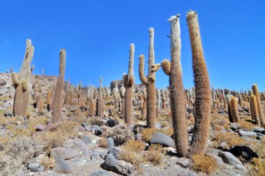 Bolivya 'nın Salar de Uyuni adasının ortasında yer alan Incahuasi adası ve kayalık arazi.