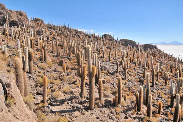 Bolivya 'nın Salar de Uyuni adasının ortasında yer alan Incahuasi adası ve kayalık arazi.