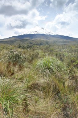         Ekvador 'da aktif volkanı olan Cotopaxi Ulusal Parkı                       