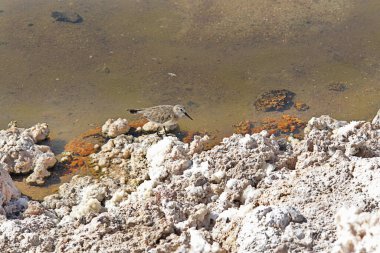 Chaxa lagünü, Atacama 'nın kuzey Şili' deki tuz düzlüğünde yer almaktadır.