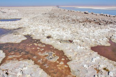 Chaxa lagünü, Atacama 'nın kuzey Şili' deki tuz düzlüğünde yer almaktadır.