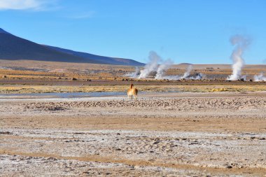  El Tatio  geothermal field with many geysers located in the Andes Mountains of northern Chile                               clipart