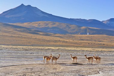  Kuzey Şili 'nin And Dağları' ndaki birçok gayzerle El Tatio jeotermal alanı                              