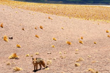    South American fox on Atacama Desert, Chile                             clipart