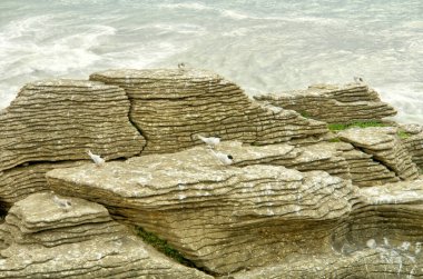 Punakaiki Yeni Zelanda: Krep kayaları ve hava delikleri kıyı kayaları oluşumu                                