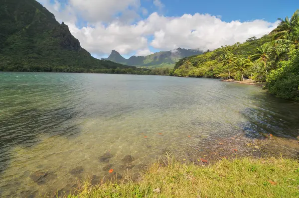 Fransız Polinezyası 'nın Bora Bora adasında palmiyeli gün batımı