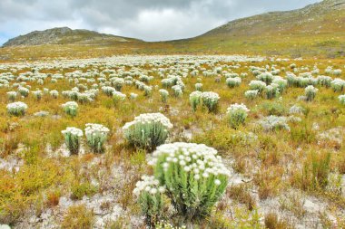Fynbos - Güney Afrika 'nın Cape vilayetlerinde bulunan doğal çalılık kuşağı.                               