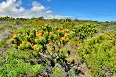 Fynbos - Güney Afrika 'nın Cape vilayetlerinde bulunan doğal çalılık kuşağı.                               