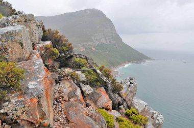 Fynbos - Güney Afrika 'nın Cape vilayetlerinde bulunan doğal çalılık kuşağı.                               