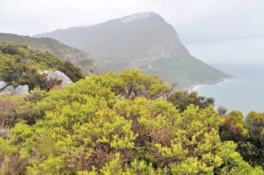 Fynbos - Güney Afrika 'nın Cape vilayetlerinde bulunan doğal çalılık kuşağı.                               