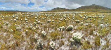 Fynbos - Güney Afrika 'nın Cape vilayetlerinde bulunan doğal çalılık kuşağı.                               