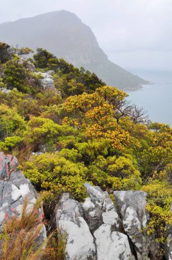 Fynbos - Güney Afrika 'nın Cape vilayetlerinde bulunan doğal çalılık kuşağı.                               