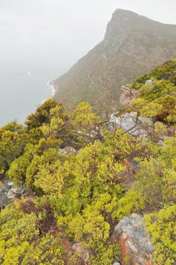 Fynbos - Güney Afrika 'nın Cape vilayetlerinde bulunan doğal çalılık kuşağı.                               
