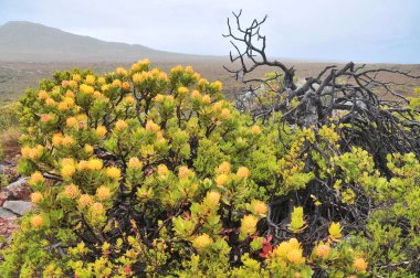 Fynbos - Güney Afrika 'nın Cape vilayetlerinde bulunan doğal çalılık kuşağı.                               