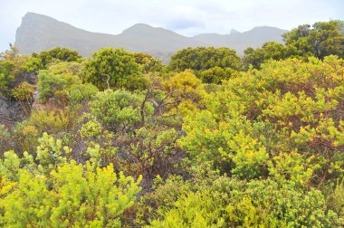 Fynbos - Güney Afrika 'nın Cape vilayetlerinde bulunan doğal çalılık kuşağı.                               