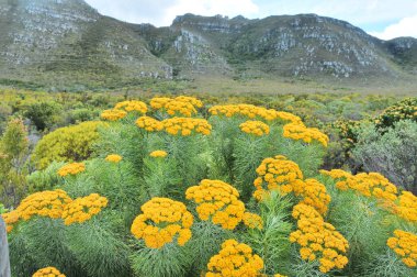 Fynbos - Güney Afrika 'nın Cape vilayetlerinde bulunan doğal çalılık kuşağı.                               