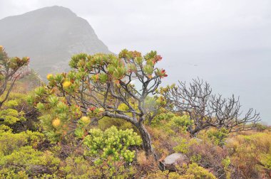 Fynbos - Güney Afrika 'nın Cape vilayetlerinde bulunan doğal çalılık kuşağı.                               
