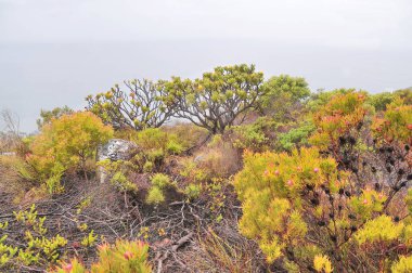 Fynbos - Güney Afrika 'nın Cape vilayetlerinde bulunan doğal çalılık kuşağı.                               