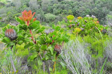 Fynbos - Güney Afrika 'nın Cape vilayetlerinde bulunan doğal çalılık kuşağı.                               