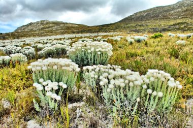 Fynbos - Güney Afrika 'nın Cape vilayetlerinde bulunan doğal çalılık kuşağı.                               