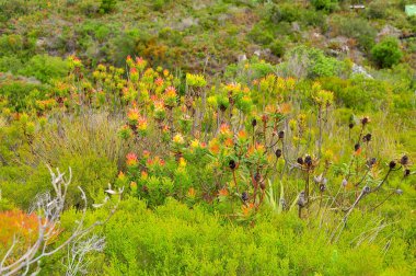 Fynbos - Güney Afrika 'nın Cape vilayetlerinde bulunan doğal çalılık kuşağı.                               