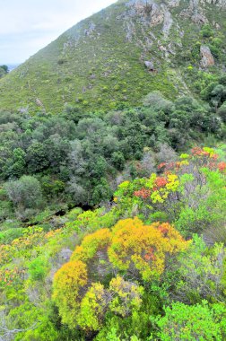 Fynbos - Güney Afrika 'nın Cape vilayetlerinde bulunan doğal çalılık kuşağı.                               