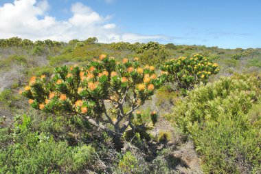 Fynbos - Güney Afrika 'nın Cape vilayetlerinde bulunan doğal çalılık kuşağı.                               