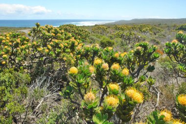 Fynbos - Güney Afrika 'nın Cape vilayetlerinde bulunan doğal çalılık kuşağı.                               