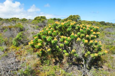 Fynbos - Güney Afrika 'nın Cape vilayetlerinde bulunan doğal çalılık kuşağı.                               