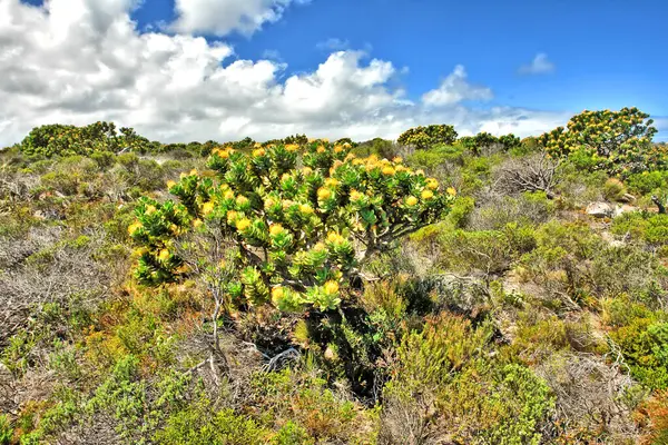 Fynbos - Güney Afrika 'nın Cape vilayetlerinde bulunan doğal çalılık kuşağı.                               