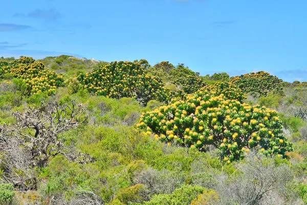 Fynbos - Güney Afrika 'nın Cape vilayetlerinde bulunan doğal çalılık kuşağı.                               