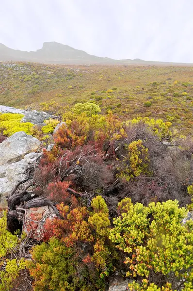 Fynbos - Güney Afrika 'nın Cape vilayetlerinde bulunan doğal çalılık kuşağı.                               
