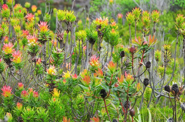Fynbos - Güney Afrika 'nın Cape vilayetlerinde bulunan doğal çalılık kuşağı.                               