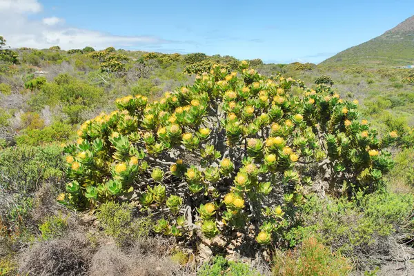 Fynbos - Güney Afrika 'nın Cape vilayetlerinde bulunan doğal çalılık kuşağı.                               