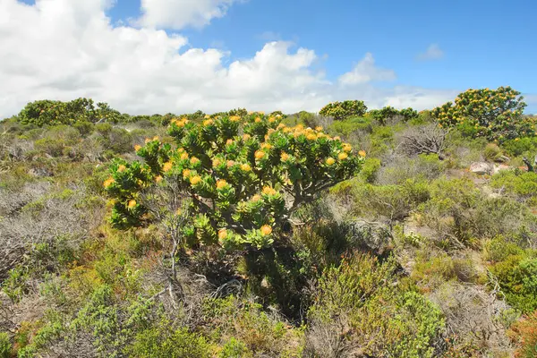 Fynbos - Güney Afrika 'nın Cape vilayetlerinde bulunan doğal çalılık kuşağı.                               