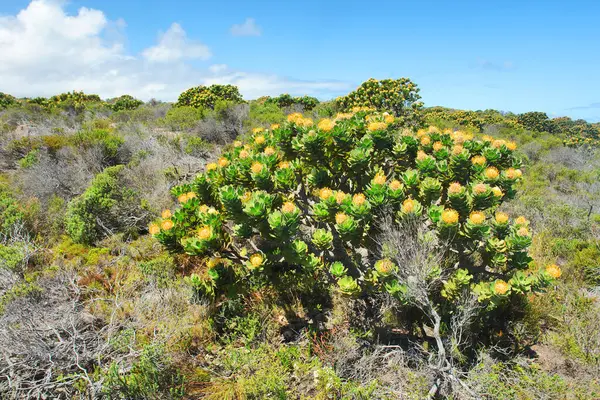 Fynbos - Güney Afrika 'nın Cape vilayetlerinde bulunan doğal çalılık kuşağı.                               