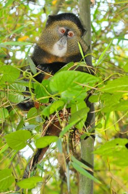 Ruanda 'daki Virunga volkanik dağlarında altın maymun bulundu.
