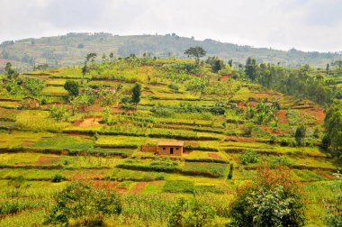  Ruanda 'nın Tarım Arazisi