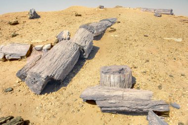 El Kurru yakınlarındaki Taşlaşmış Orman, Sudan