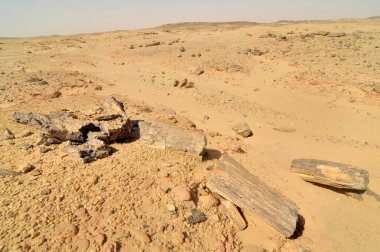 El Kurru yakınlarındaki Taşlaşmış Orman, Sudan