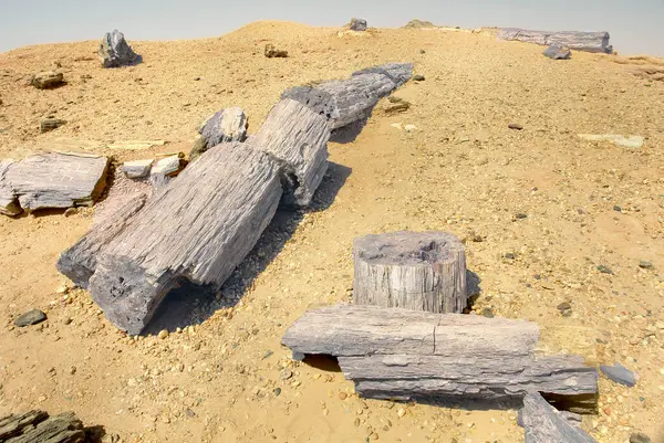 El Kurru yakınlarındaki Taşlaşmış Orman, Sudan