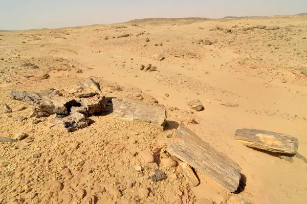 El Kurru yakınlarındaki Taşlaşmış Orman, Sudan