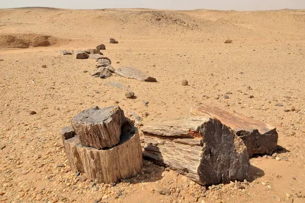 El Kurru yakınlarındaki Taşlaşmış Orman, Sudan