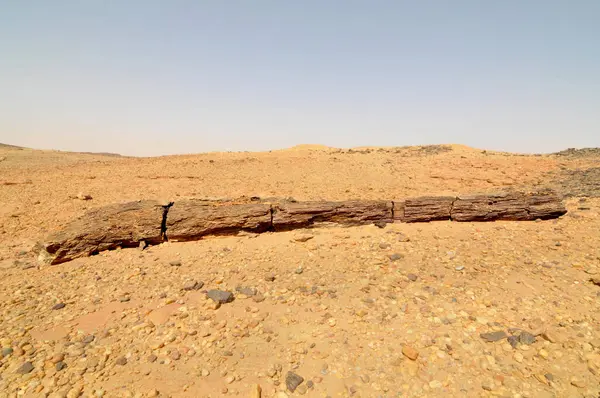 El Kurru yakınlarındaki Taşlaşmış Orman, Sudan