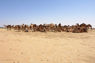 Sudan 'ın Sahra Çölü' nde bir deve sürüsü.