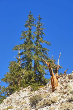 Kaliforniya 'nın yüksek dağlarında, Schulman Grove Inyo doğal ormanında büyük havza bristlecone çamı bulundu.