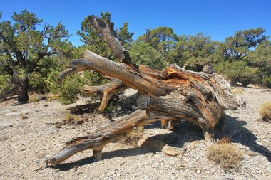 Kaliforniya 'nın yüksek dağlarında, Schulman Grove Inyo doğal ormanında büyük havza bristlecone çamı bulundu.