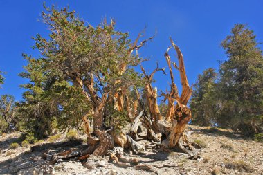 Kaliforniya 'nın yüksek dağlarında, Schulman Grove Inyo doğal ormanında büyük havza bristlecone çamı bulundu.
